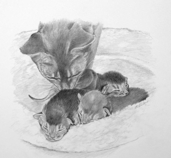 Кошка с котятами карандашом