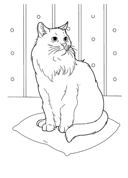 Кот раскраска для детей