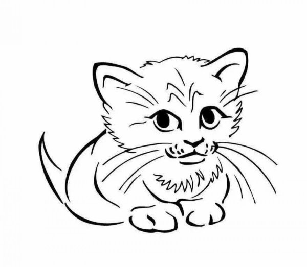 Раскраска кот