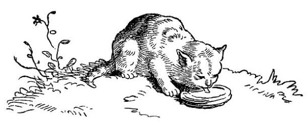 Кот лакает молоко раскраска