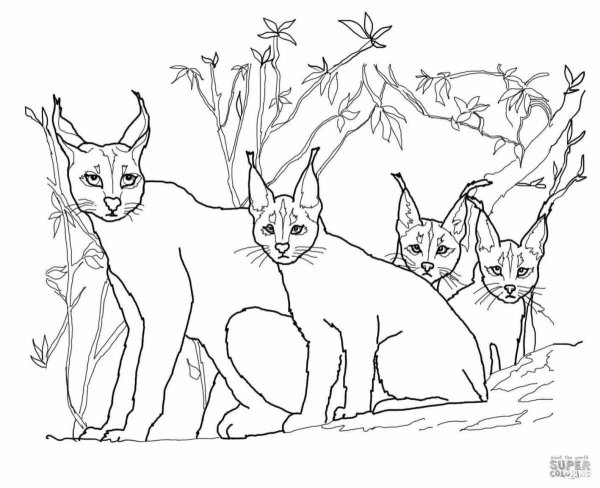 Каракал кошка раскраска