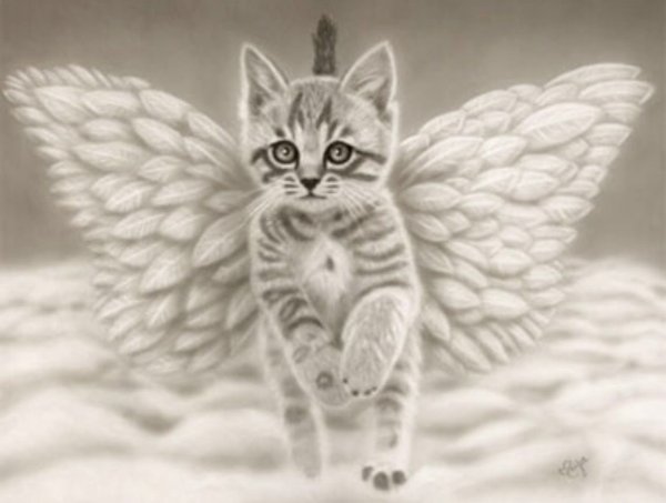 Котенок с крыльями