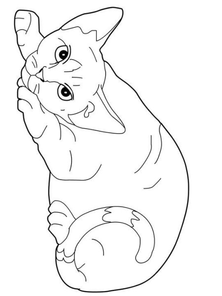Котик раскраска настоящий