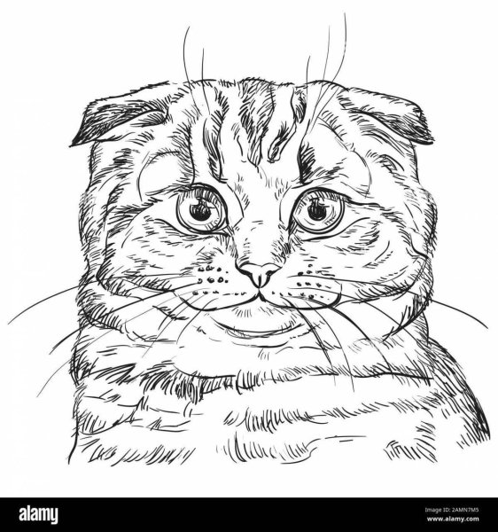 Раскраска Шотландская вислоухая кошка