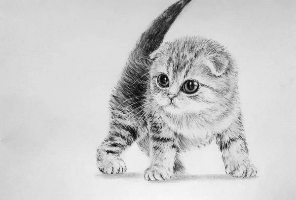 Раскраска вислоухий котёнок