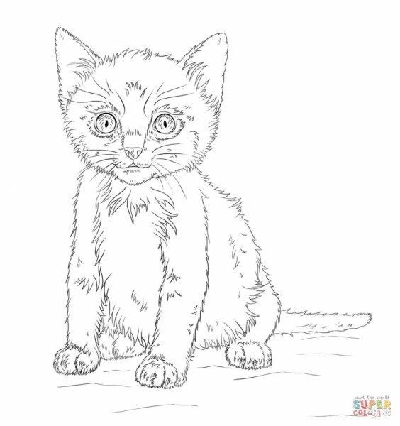 Раскраска вислоухий котёнок