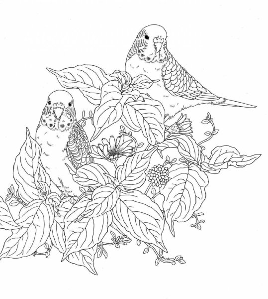 Раскраски Рио