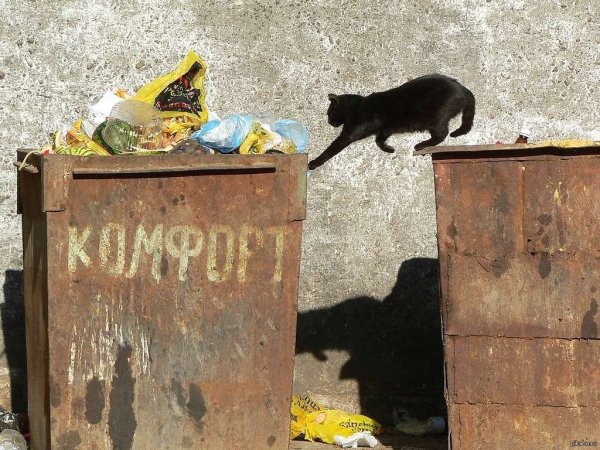 Кот в мусорном ведре