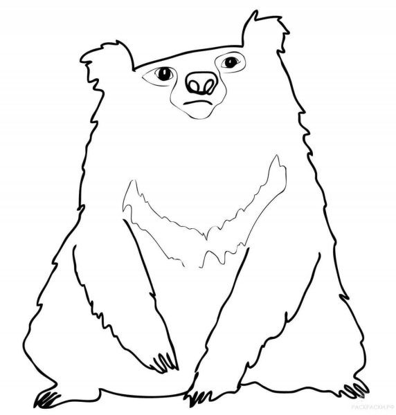 Раскраски очковый медведь (41 фото)