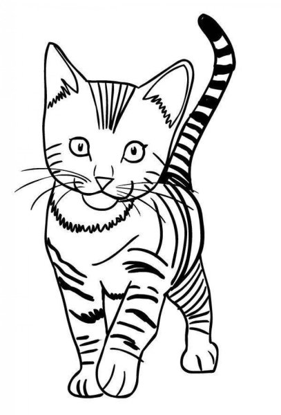 Раскраска кот