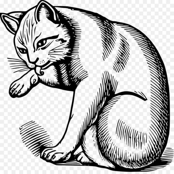 Раскраска кошка полосатая