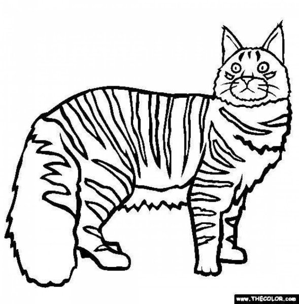 Раскраска кошка полосатая