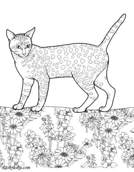 Кошки. Раскраска