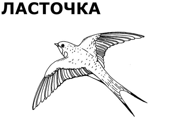 Контур перелетных птиц для раскрашивания