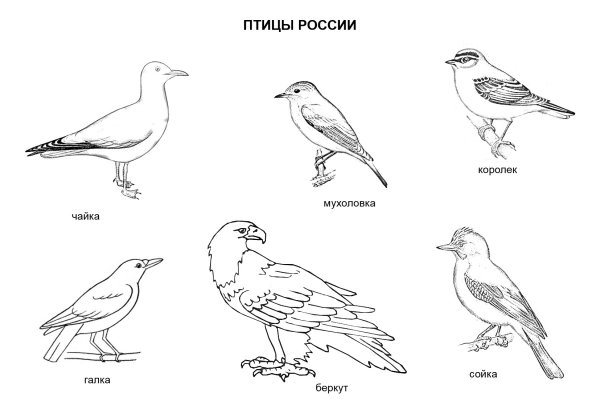 Раскраска птицы перелетные и зимующие