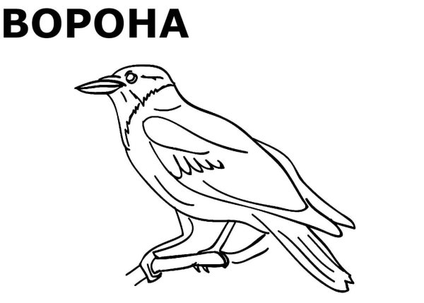 Раскраска зимующиептиы
