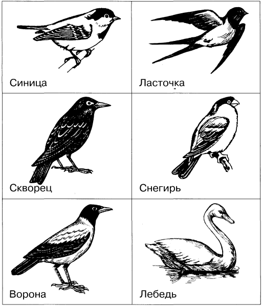 Раскраска "перелетные птицы"
