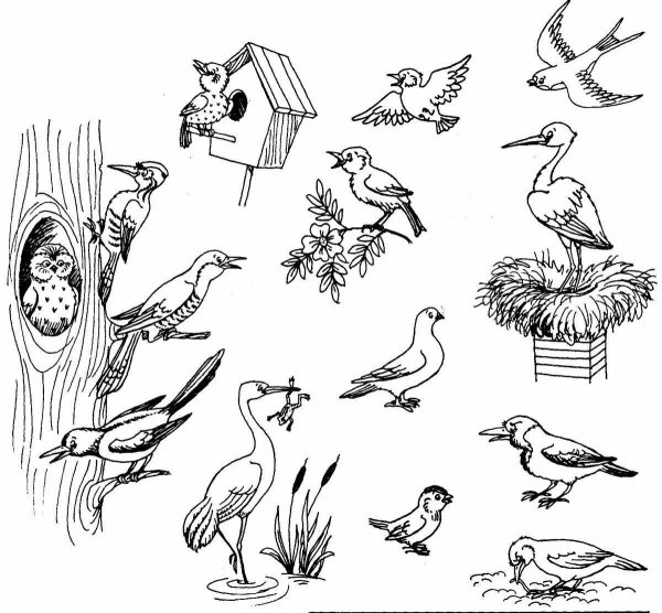 Раскраски перелетные и зимующие птицы (41 фото) » Картинки, раскраски и  трафареты для всех - Klev.CLUB