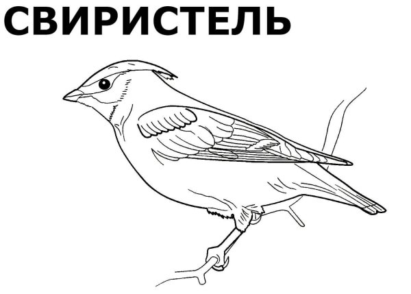 Зимующие птицы раскраски для детей