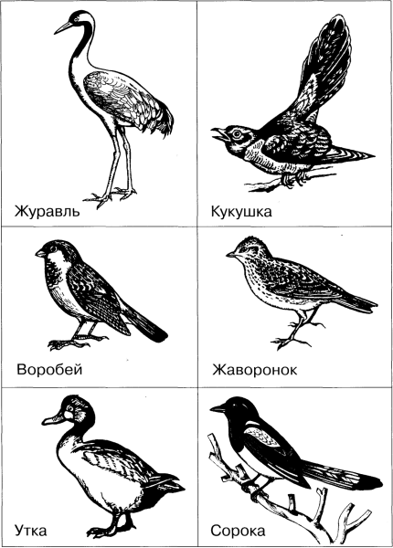 Перелётные птицы картинки раскраски