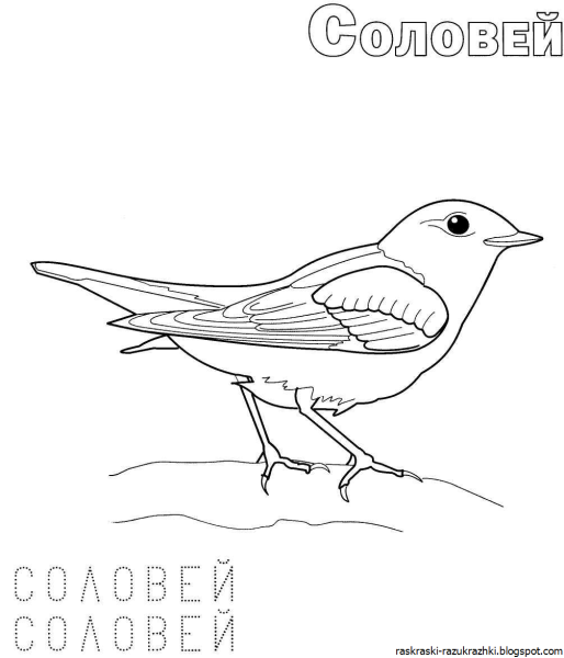 Разукрашки перелетные птицы