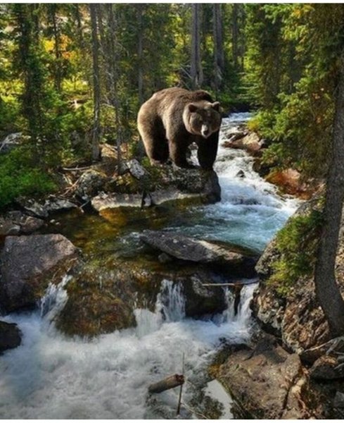 Медведь на реке