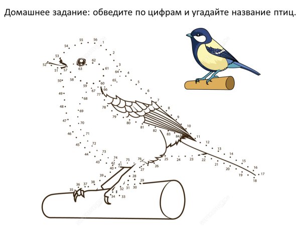 Рисование птиц по точкам