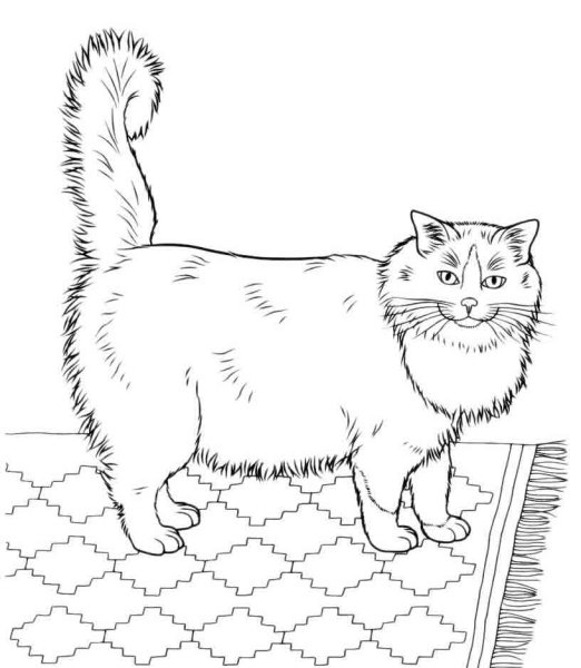 Британская кошка раскраска