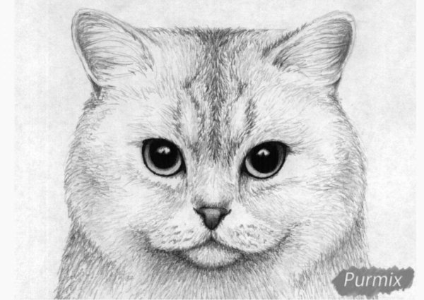 Мордочка кошки карандашом