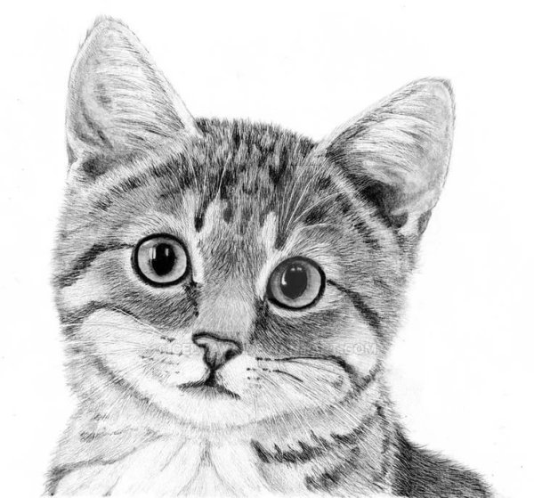 Кот карандашом
