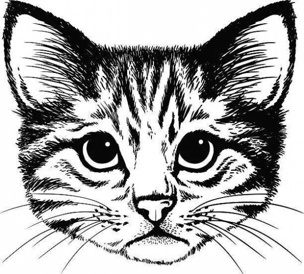 Раскраски портрет котенка (43 фото)