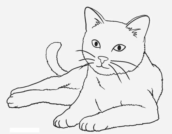 Раскраска кот