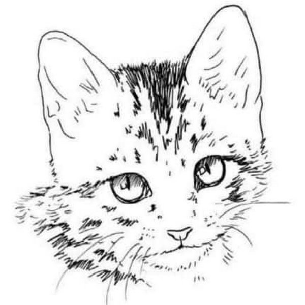 Раскраски котики реалистичные