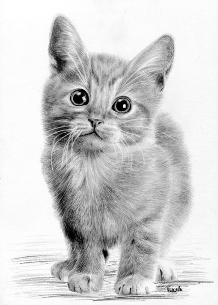 Кошка карандашом