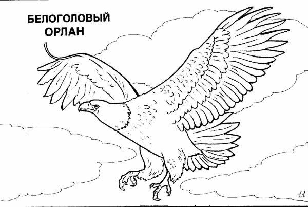 Орел раскраска