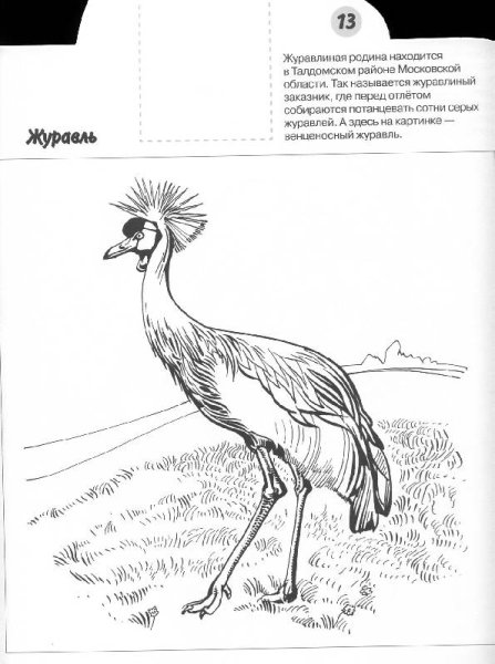 Птица секретарь раскраска