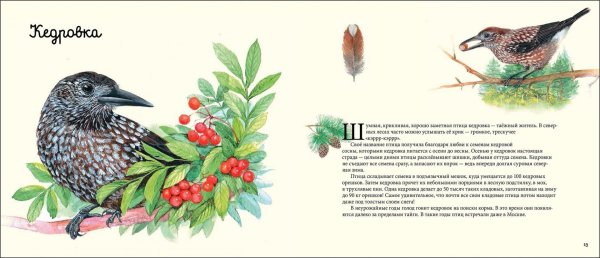 Ворона и её родственники