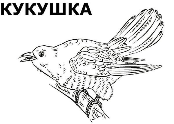 Кукушка раскраска