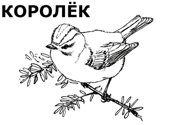 Желтоголовый королёк раскраска
