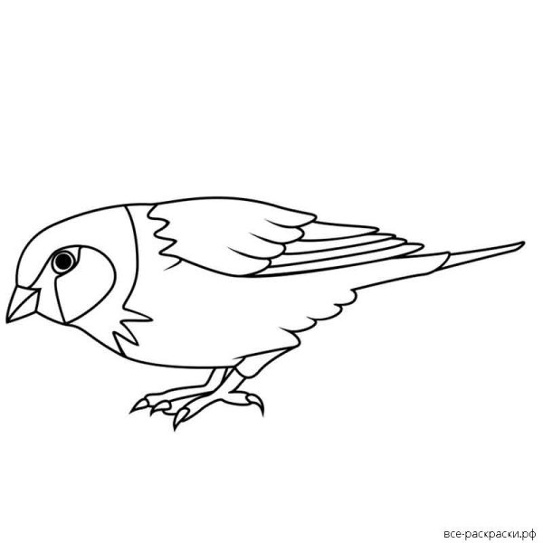 Раскраски птица клюет (39 фото)