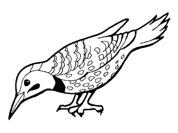 Птицы. Раскраска