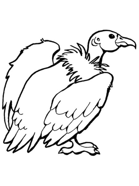 Стервятник раскраска