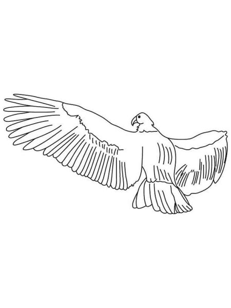 Раскраски калифорнийских кондоров