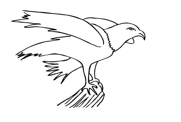 Раскраски птица орел (45 фото)
