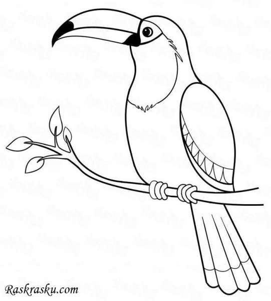 Раскраски птица простая (45 фото)