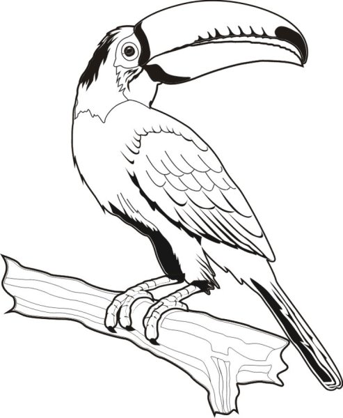 Раскраски птица с большим клювом (46 фото)