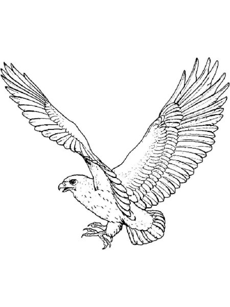 Коршун раскраска