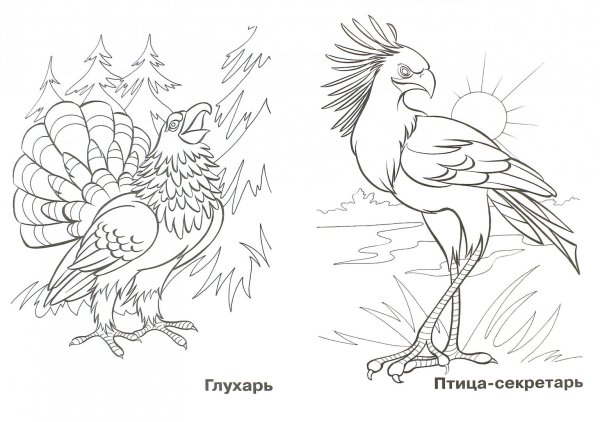 Птица секретарь раскраска