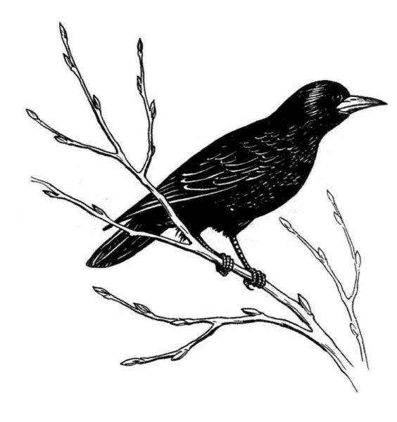 Грач (птица)