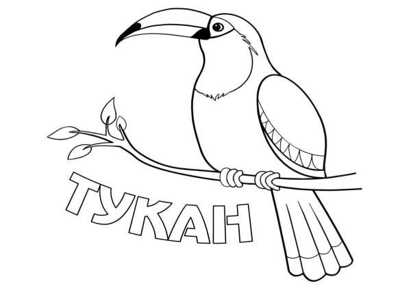 Раскраска птицы с подписями